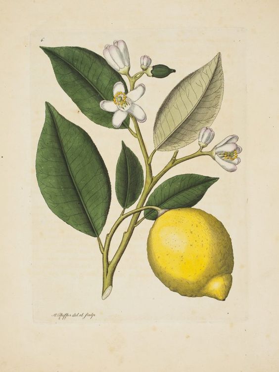 Citronus Limonus