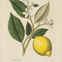 Citronus Limonus