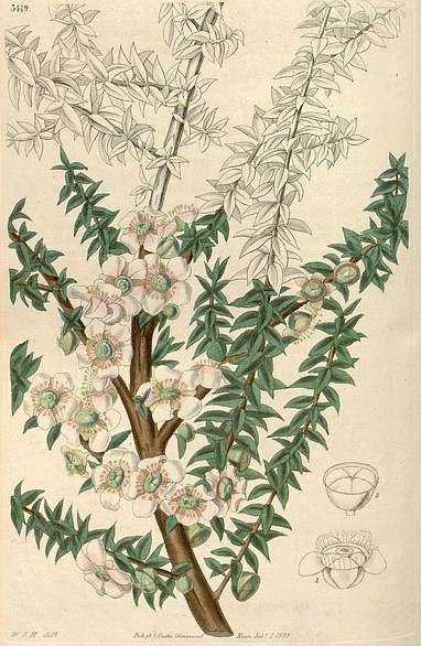 Arbre à Thé