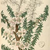 Arbre à Thé