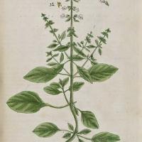 Basilic