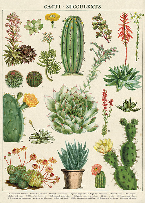 Cactus et succulentes