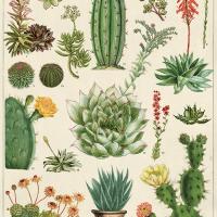 Cactus et succulentes