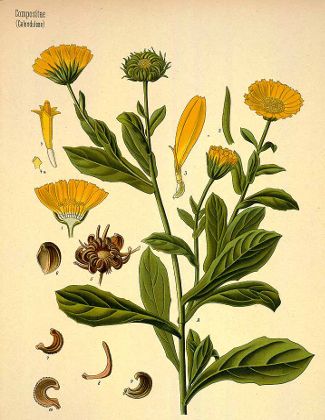 calendule