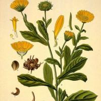 calendule
