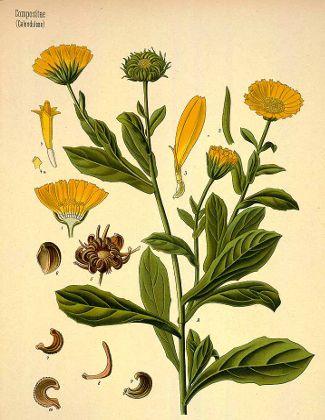 calendule