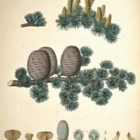 Cèdre