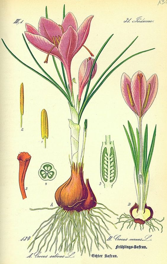 Crocus