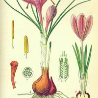 Crocus