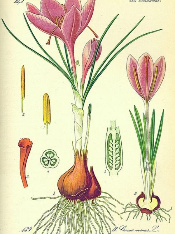 Crocus