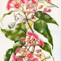 Eucalyptus Citronné