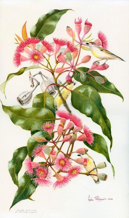 Eucalyptus Citronné
