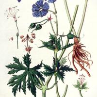 Géranium