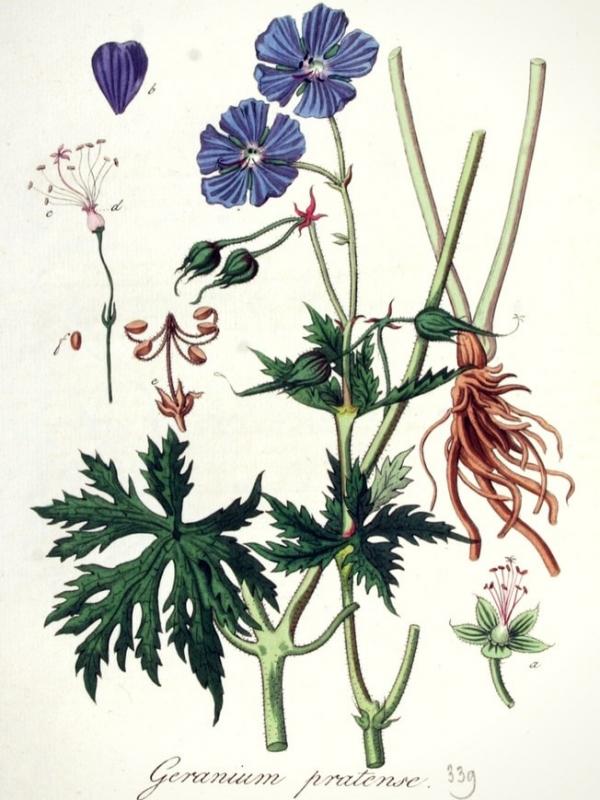 Géranium