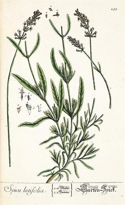 Lavandula latifolia