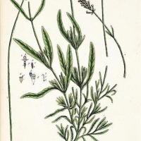 Lavandula latifolia