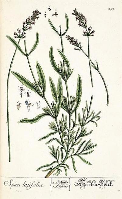 Lavandula latifolia