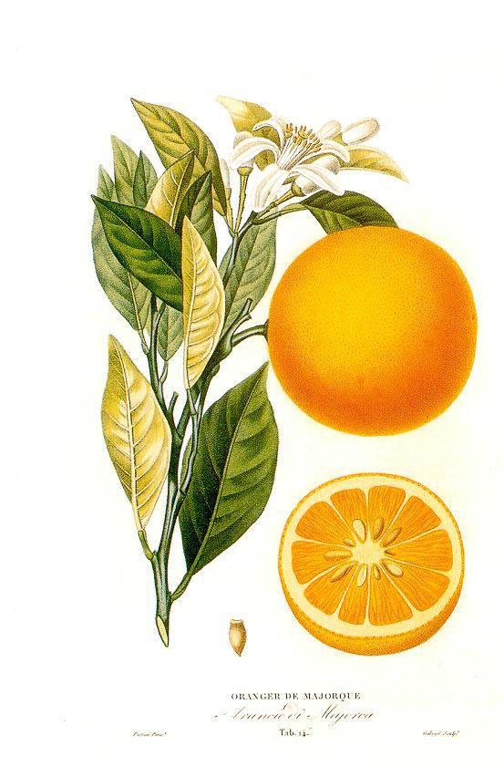Orange douce