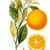 Orange douce