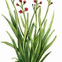 Palmarosa