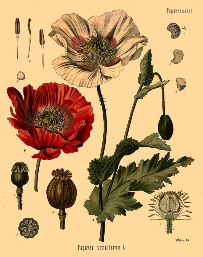 Papaver