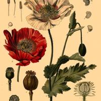 Papaver