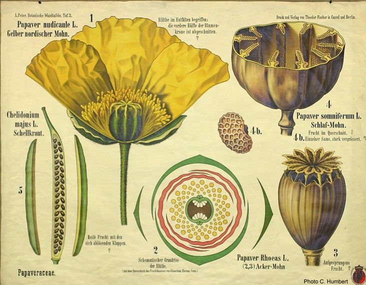 Papavers