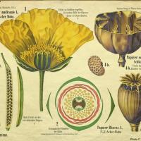 Papavers