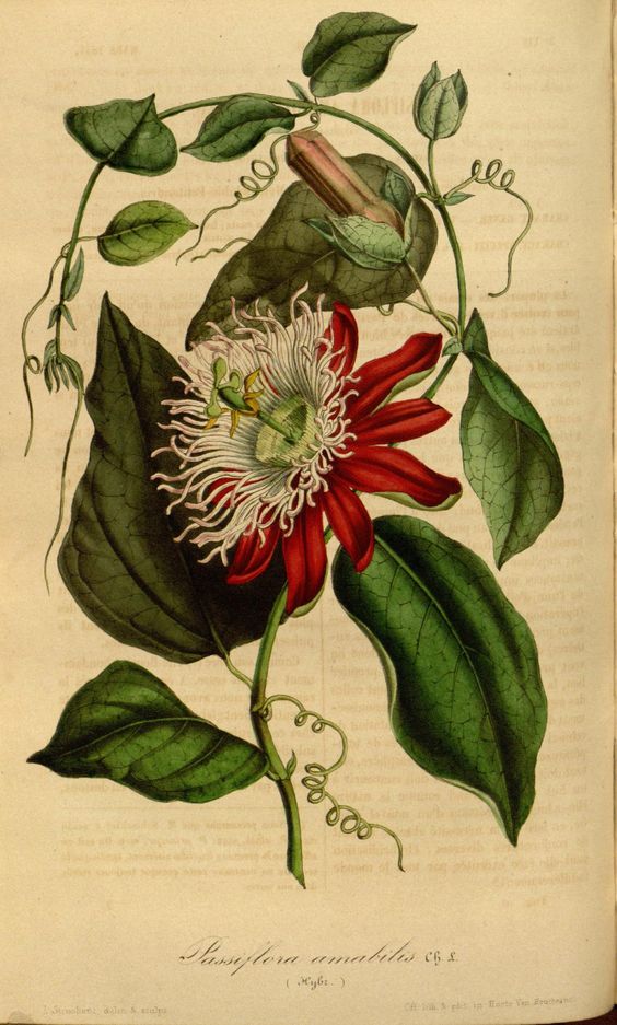 Passiflora
