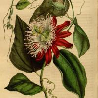 Passiflora