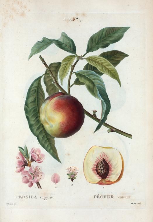 Pêcher