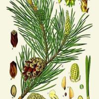 Pin Sylvestre