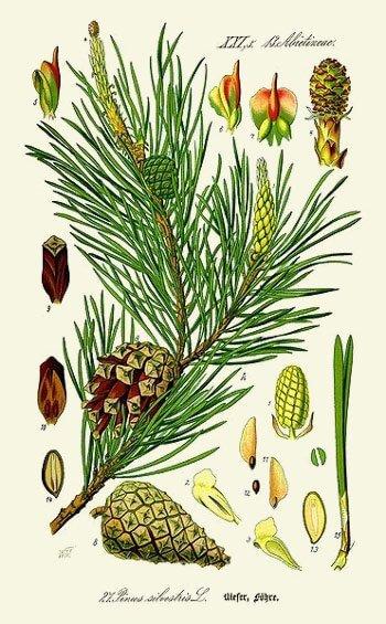 Pin Sylvestre