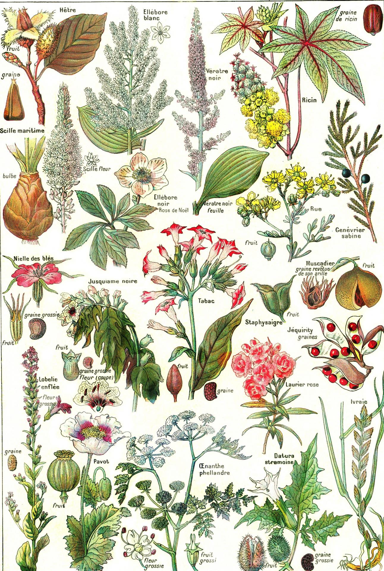Plantes dangereuses