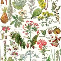 Plantes dangereuses