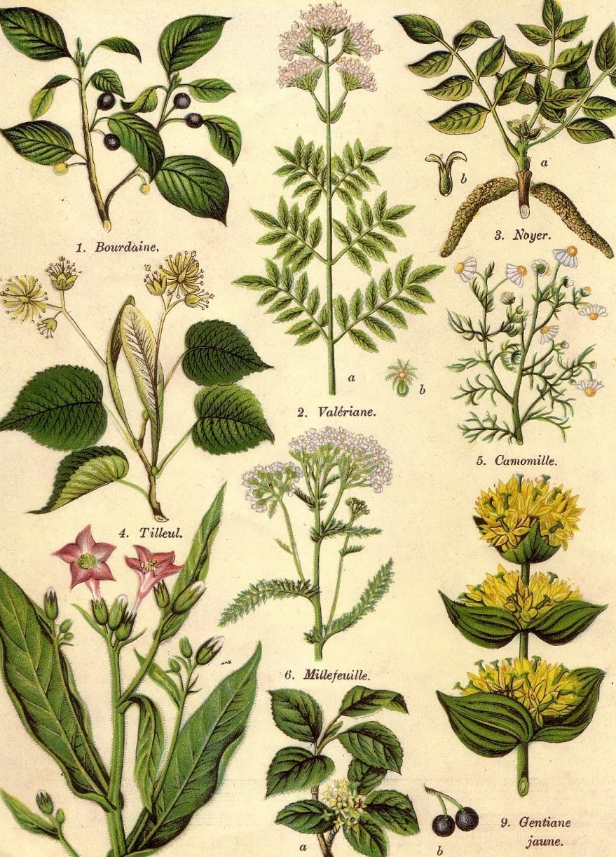 Plantes médicinales