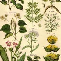 Plantes médicinales