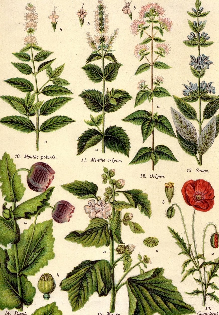 Plantes médicinales 2