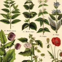 Plantes médicinales 2