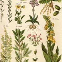Plantes médicinales 3