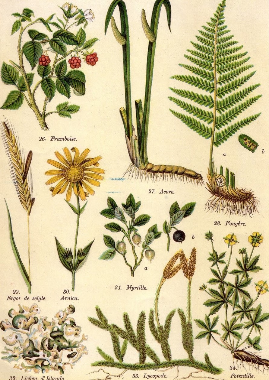 Plantes médicinales 4