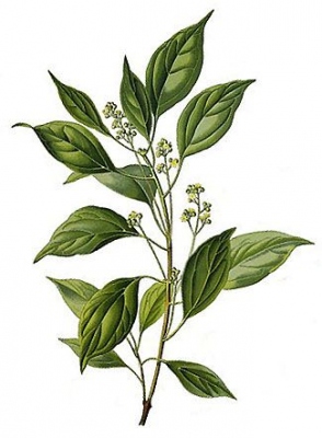 Ravintsara