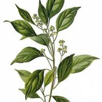 Ravintsara