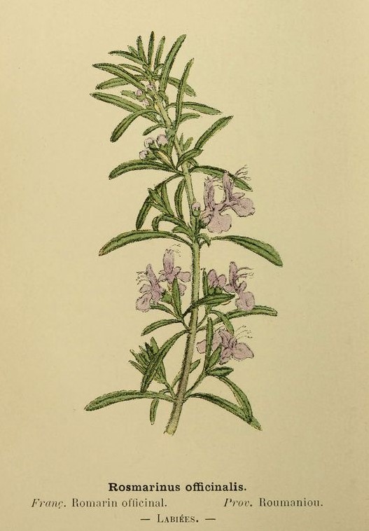 Romarin