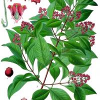 Santal