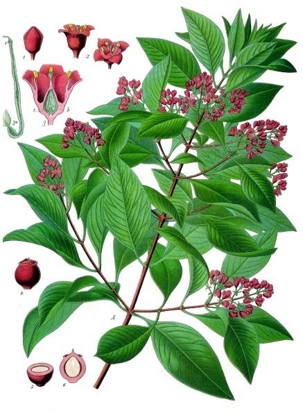 Santal