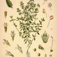 Thym à Linalol