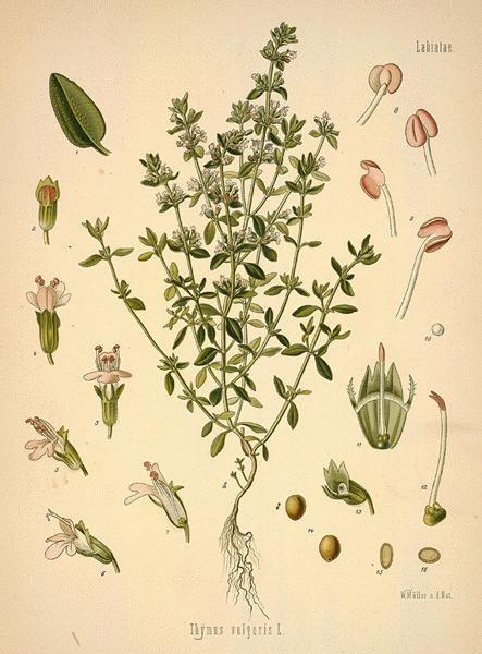 Thym à Linalol