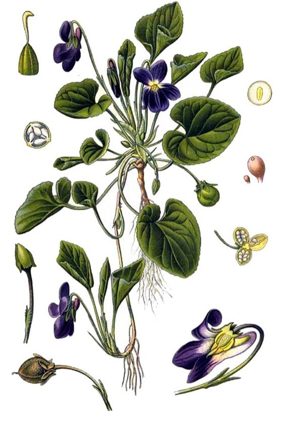 Violette