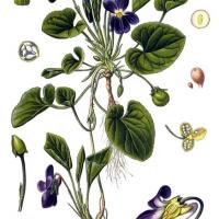 Violette